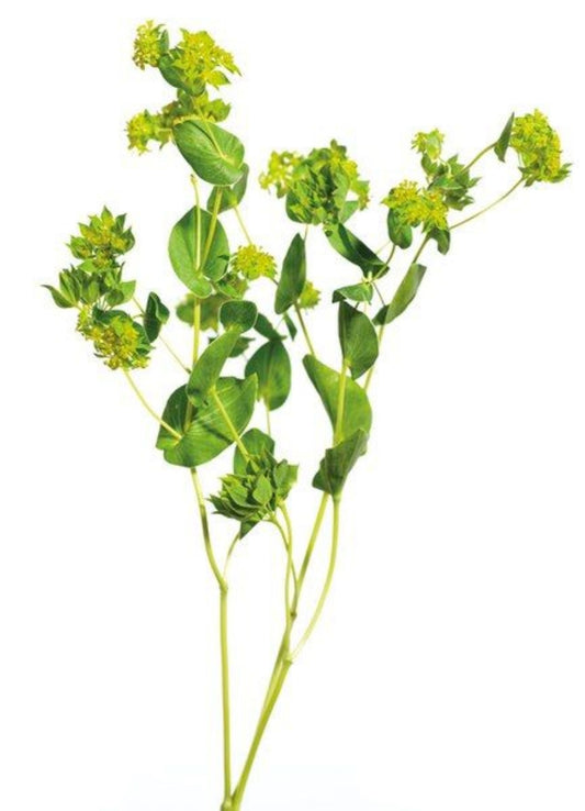 BUPLEURUM GREEN 80CM