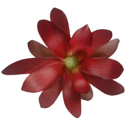 LEUCADENDRON 80cm RED Safari Sunset 10st 10 St(Stems)