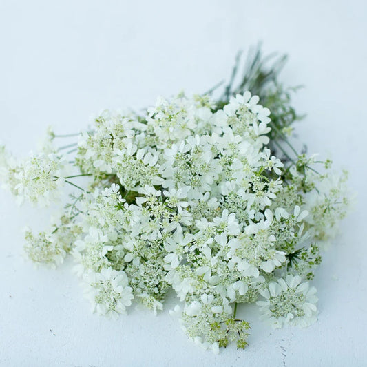 ORLAYA 60cm WHI Finch 10 St(Stems)