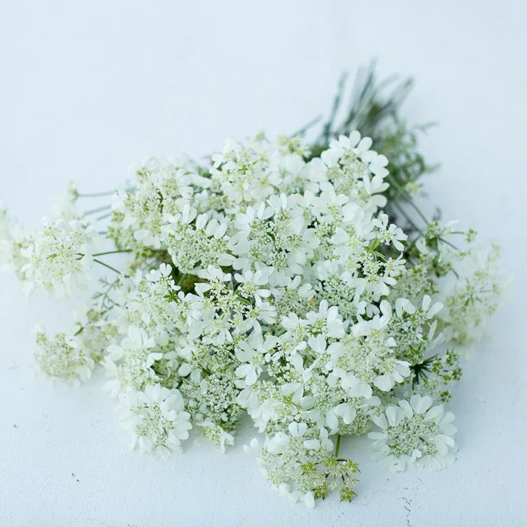 ORLAYA 60cm WHI Finch 10 St(Stems)