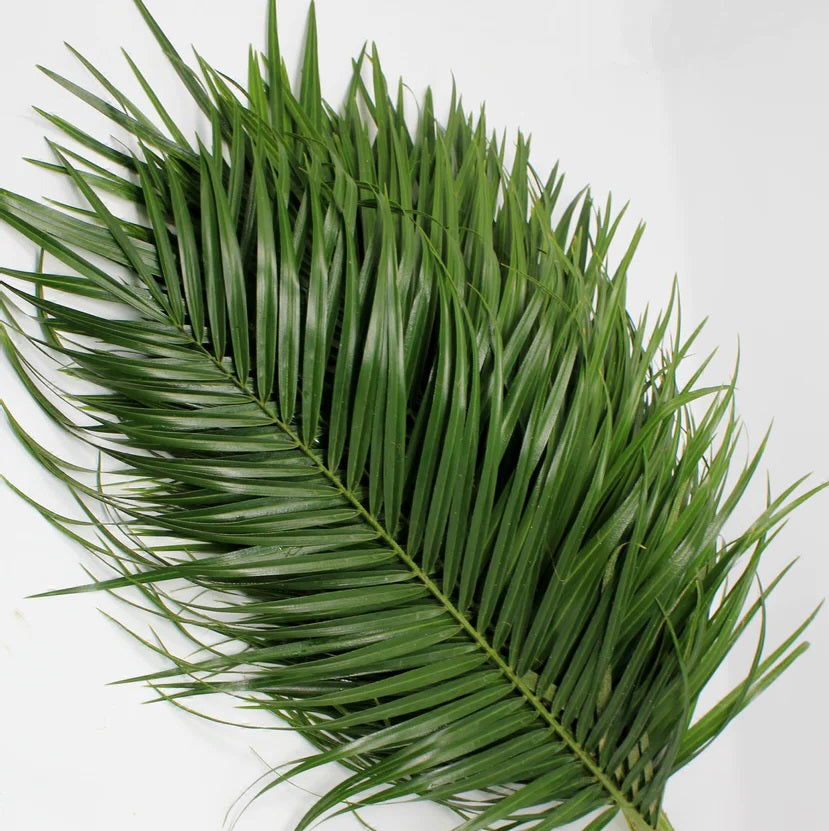GREENS 70cm GRE Robellini Palm 6 St(Stems)