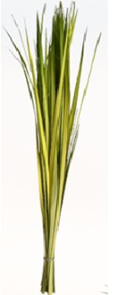 GREENS  GRE Palm Strips 1 St(Stems)