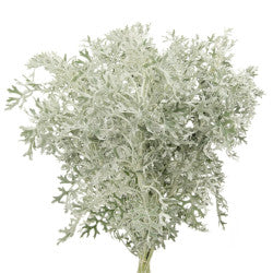 GREEN DUSTY MILLER LACEY LEAF 5ST Select