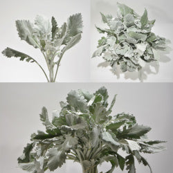 GREEN DUSTY MILLER BROAD LEAF 5ST Select