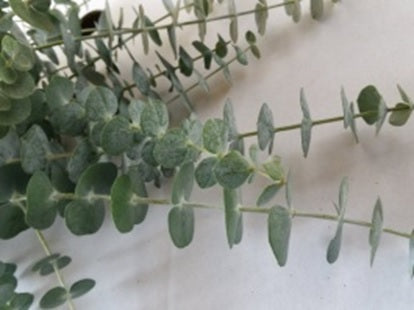 GREEN EUCALYPTUS BABY BLUE SEL CMS 60cm
