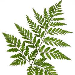 GREEN LEATHER LEAF GREEN Select
