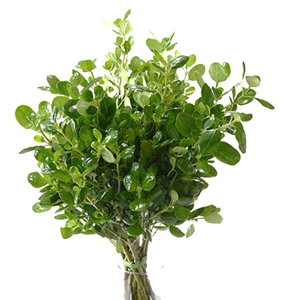 GREEN BRILLANTINA 10ST 60cm