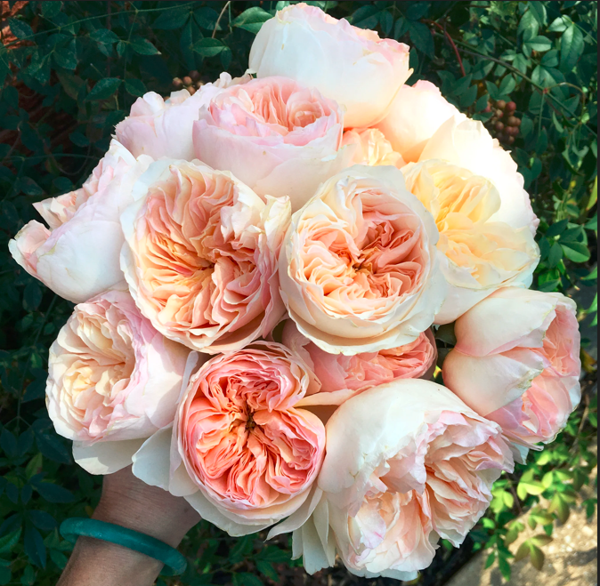 GARDEN ROSE 40 - 50cm PEA David Austin Juliet 12 St(Stems)