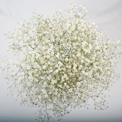 GYPSOPHILA Select WHI Xlence 250G 10st(Bunches)