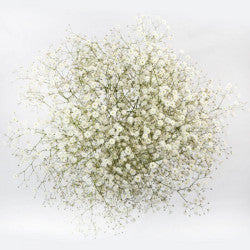 GYPSOPHILA Select WHI Xlence 250g 7st(Bunches)