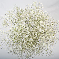 GYPSOPHILA X-LENCE 250g 25