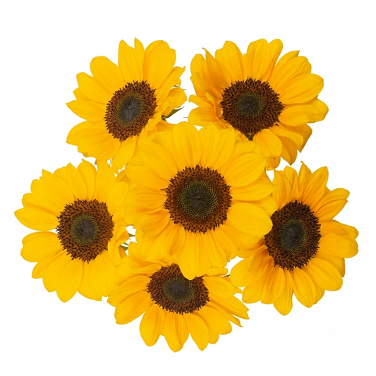 SUNFLOWER VINCENT CHOICE MEDIUM