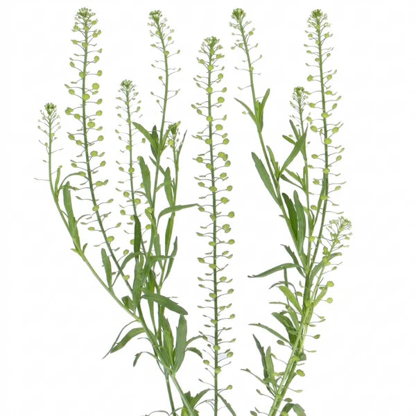 LEPIDIUM GREEN DRAGON 70CM