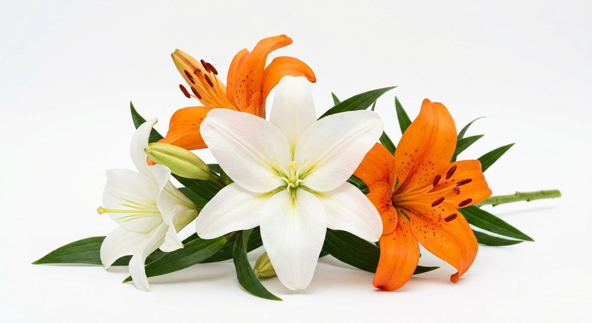 LILY LA HYB SPECIAL PACK 3-5 BL
