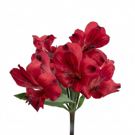 ALSTRO RED QUEEN SELECT