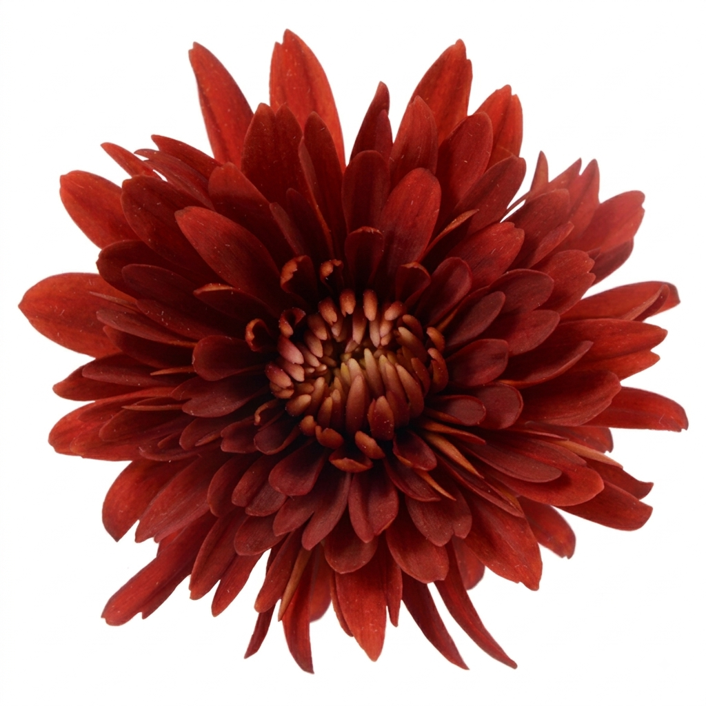 POMPON CUSHION ROCK RED