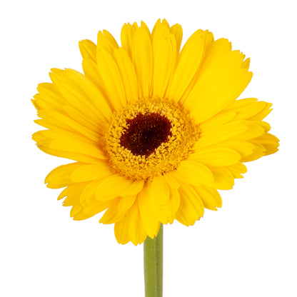 GERBERA YELLOW DK.CENTER