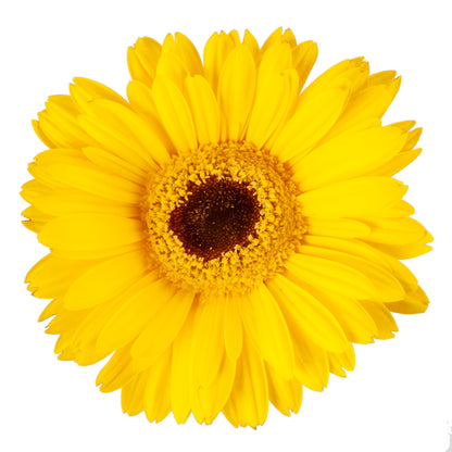 GERBERA YELLOW DK.CENTER
