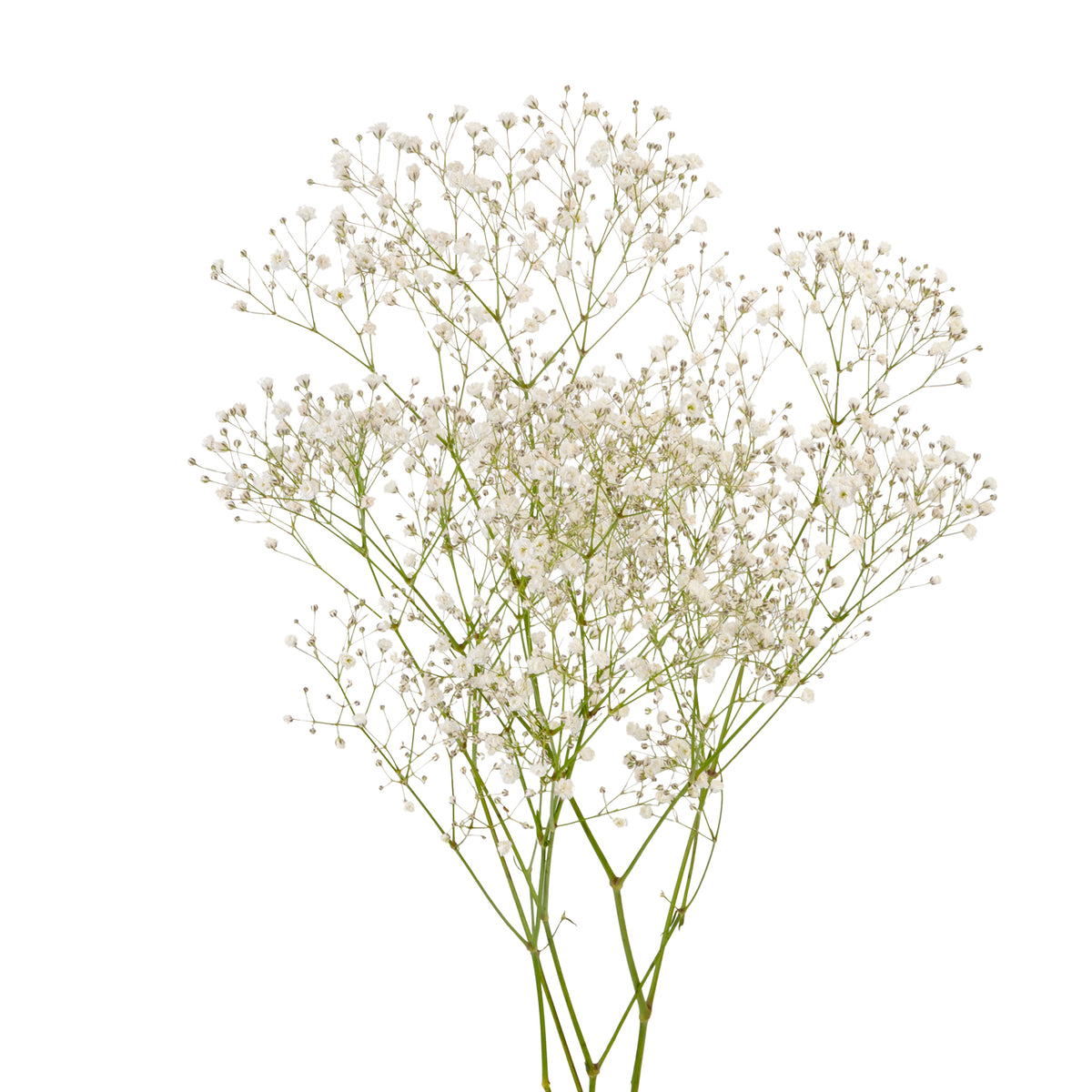 GYPSOPHILA X-LENCE 250G