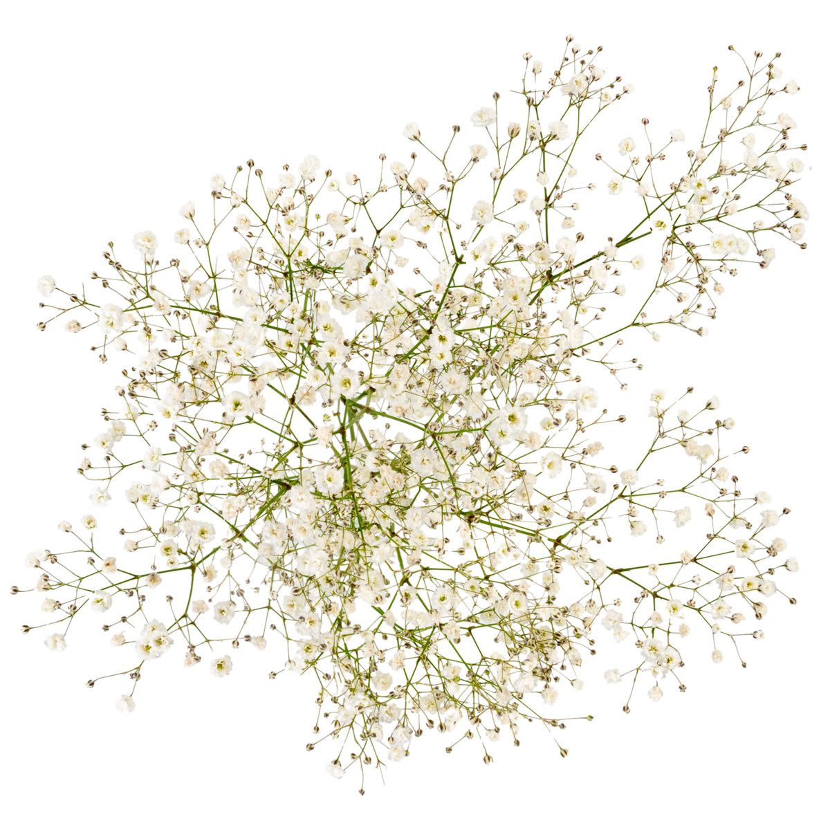 GYPSOPHILA X-LENCE 250G