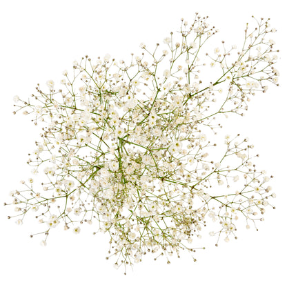 GYPSOPHILA X-LENCE 250G