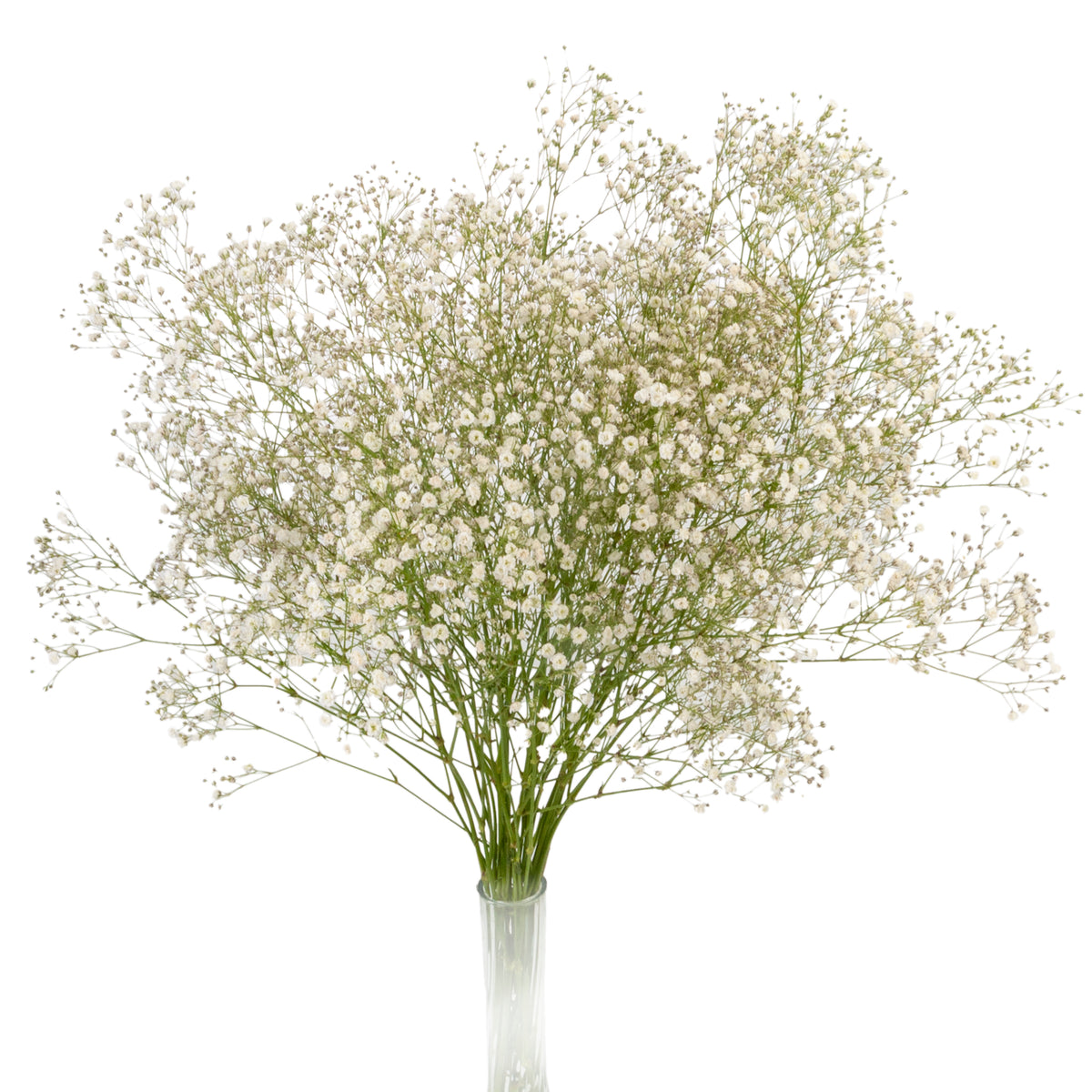 GYPSOPHILA X-LENCE 250G