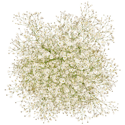 GYPSOPHILA X-LENCE 250G