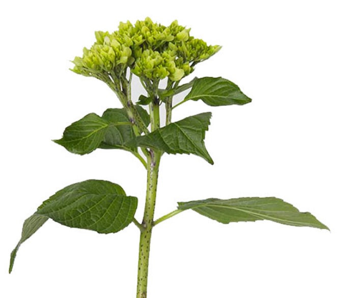 HYDRANGEA DARK GREEN 1ST MINI