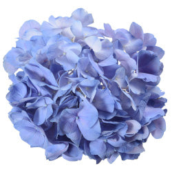 HYDRANGEA BLUE 60CM SELECT