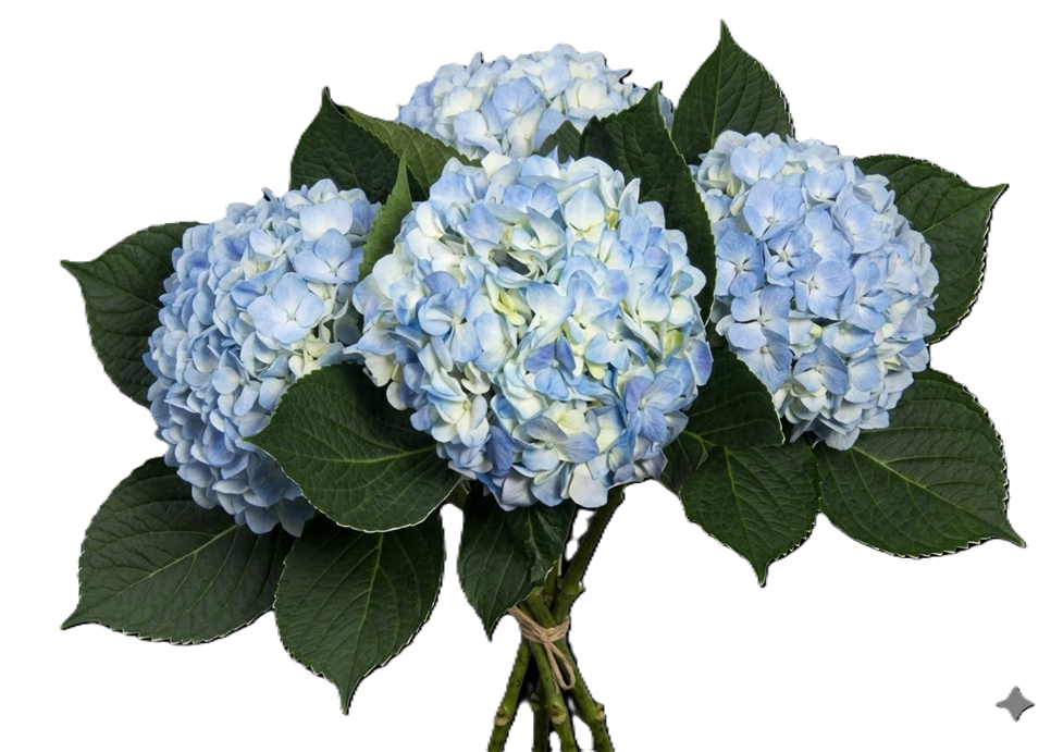HYDRANGEA SS BLU Blue 60cm 1 St(Stems)