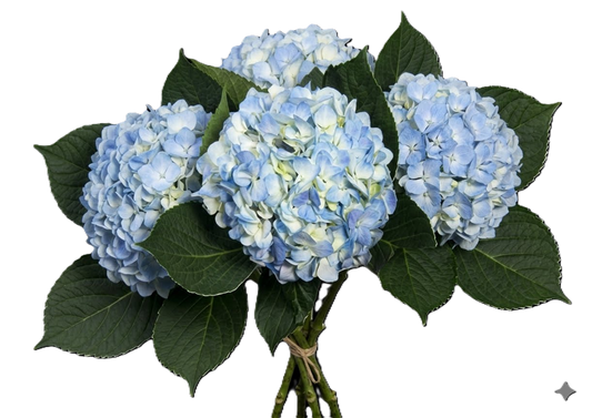 HYDRANGEA SS BLU Blue 60cm 1 St(Stems)