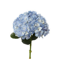 HYDRANGEA BLUE Select