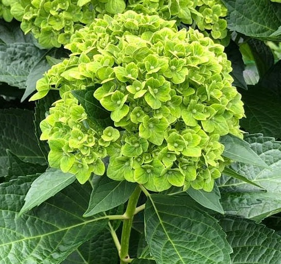 HYDRANGEA Select GRE Emerald Dark 1 St(Stems)