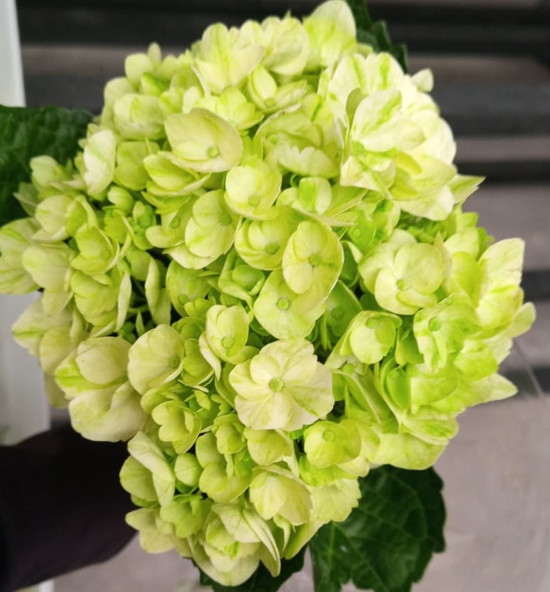 HYDRANGEA  GRE Mini Green Mojito 60cm 1St 1 St(Stems)