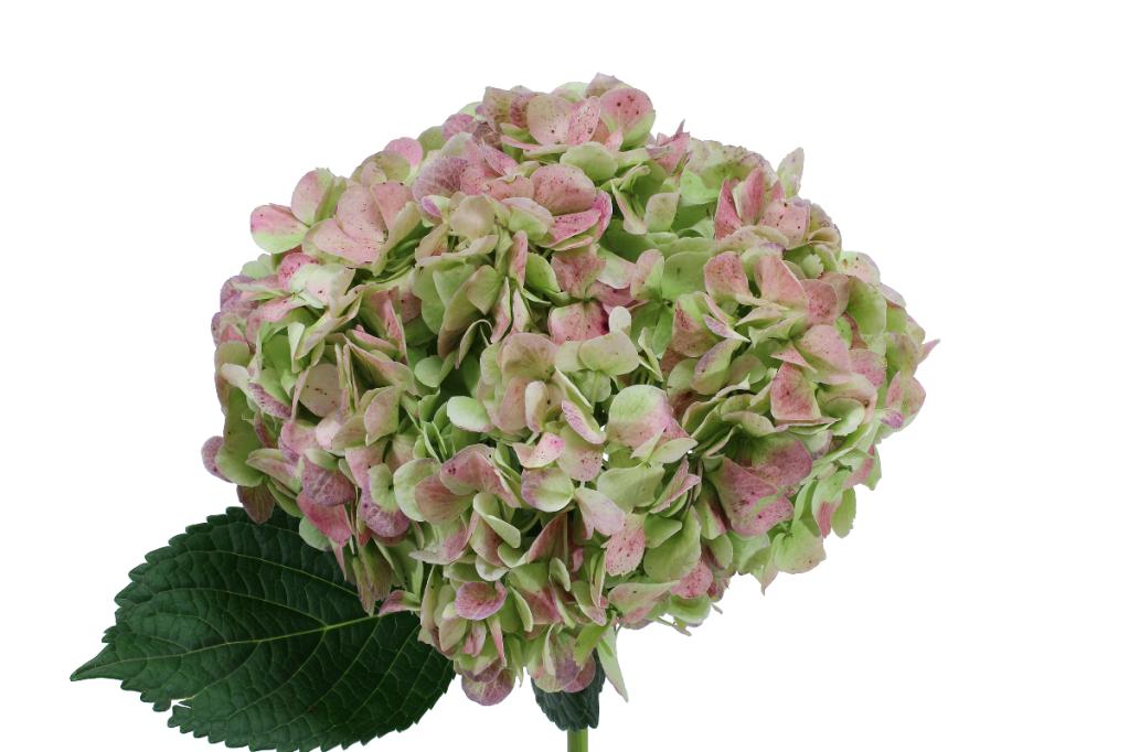 HYDRANGEA ANTIQUE GREEN XLR