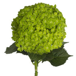 HYDRANGEA EMERALD GREEN 1ST MED