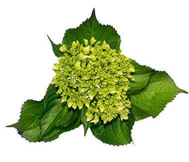 HYDRANGEA  GRE Mini Dark Green 60cm 1 St(Stems)