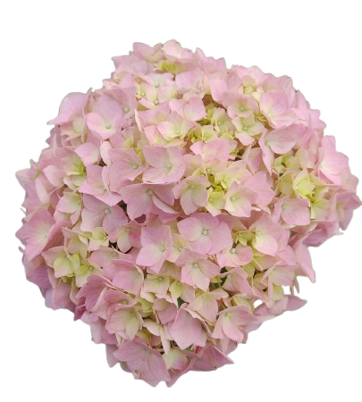 HYDRANGEA LIGHT PINK LEMONADE 1ST MED
