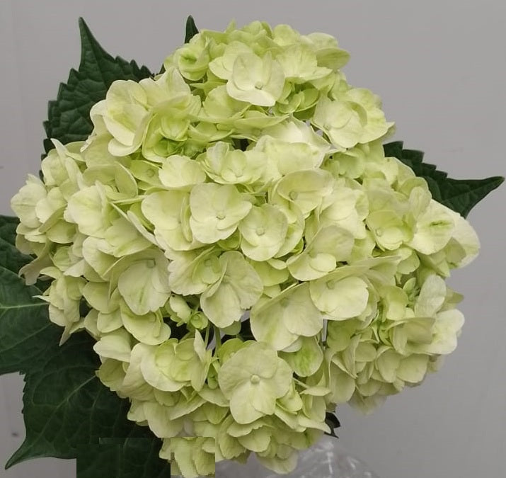 HYDRANGEA Select GRE Lemon Green 1 St(Stems)