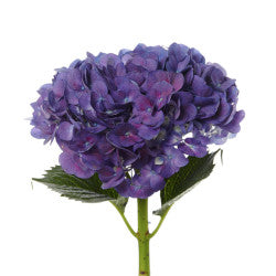HYDRANGEA PURPLE 1ST Large