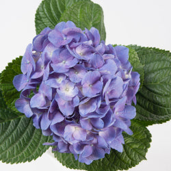 HYDRANGEA PURPLE SELECT
