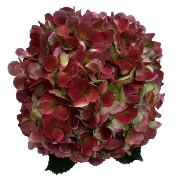 HYDRANGEA Select BIC Red Antique Red/Green 1 St(Stems)