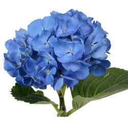 HYDRANGEA SHOCKING BLUE 1ST MED
