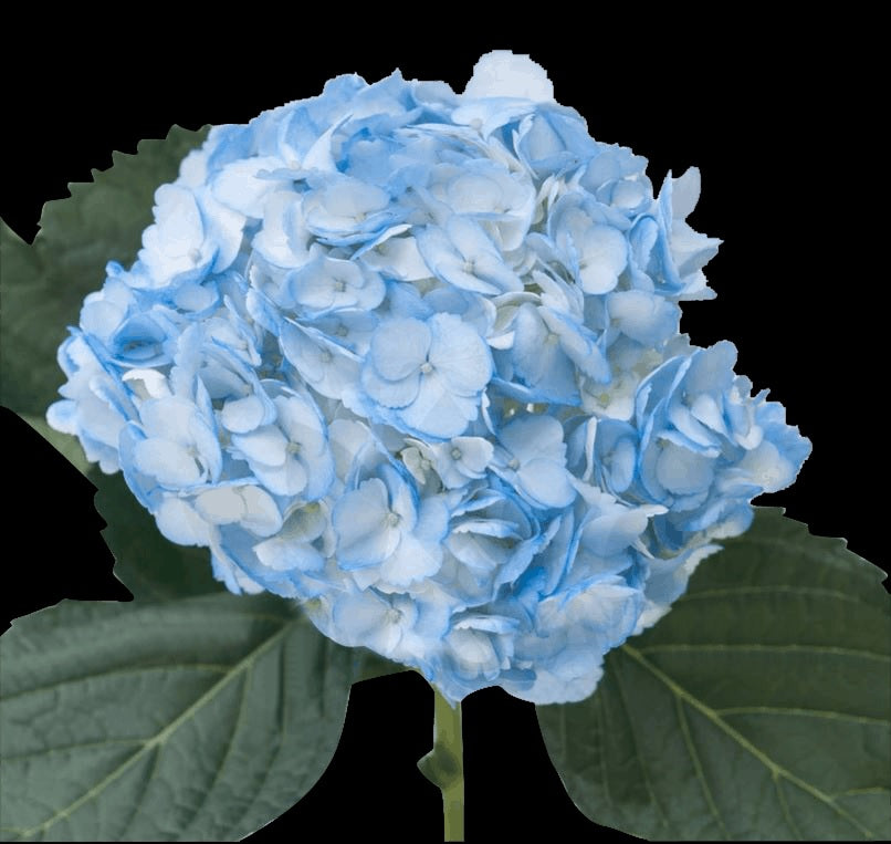 HYDRANGEA TINTED BLUE Select
