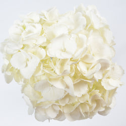 HYDRANGEA EX WHI Extra White 60cm 1 St(Stems)