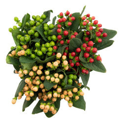 HYPERICUM 60cm AST Assorted Romance 10 St(Stems)
