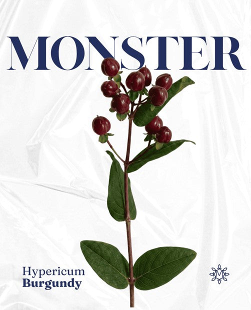 HYPERICUM BURGUNDY ILLUSION MONSTER 10ST 60cm