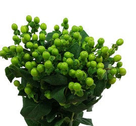 HYPERICUM 60cm GRE Jungle Romance 10 St(Stems)