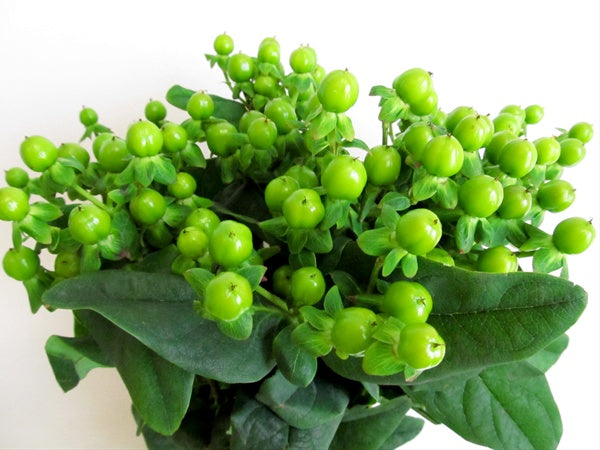 HYPERICUM GREEN POWER 60cm