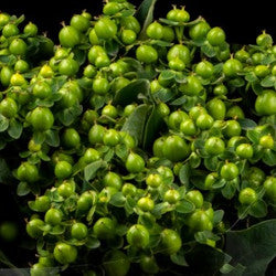 HYPERICUM GREEN RENATA 60cm